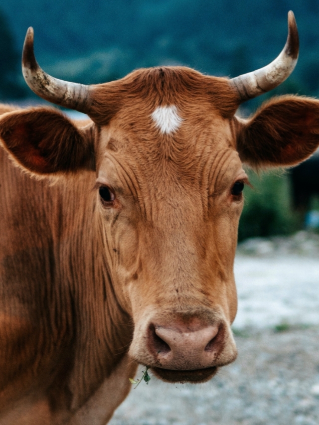 Trending Quiz : आखिर किस जानवर के दूध में सबसे ज्यादा प्रोटीन होता है? |